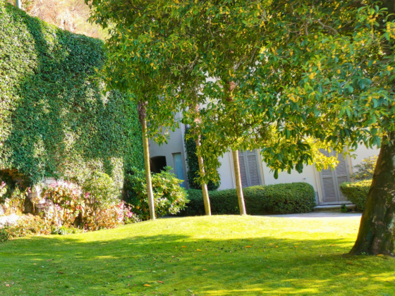 10 Sagomatura muro di Trachelospermum Jasminoides