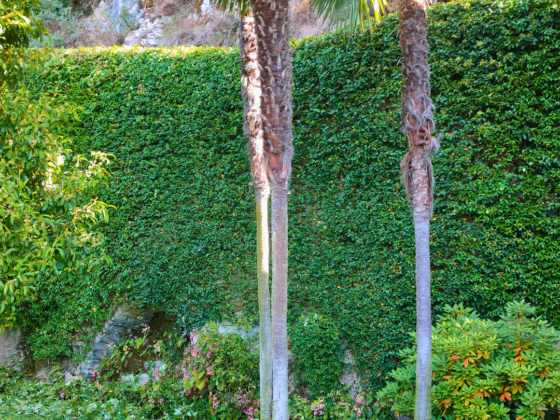 Potatura Trachycarpus Fortunei Potatura Trachycarpus Fortunei