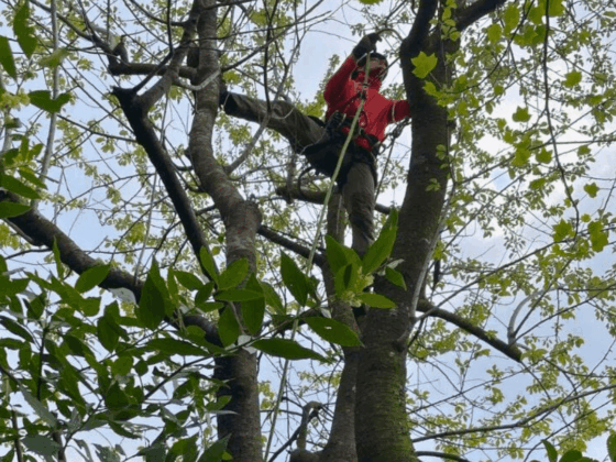 Arboricoltura Arboricoltura